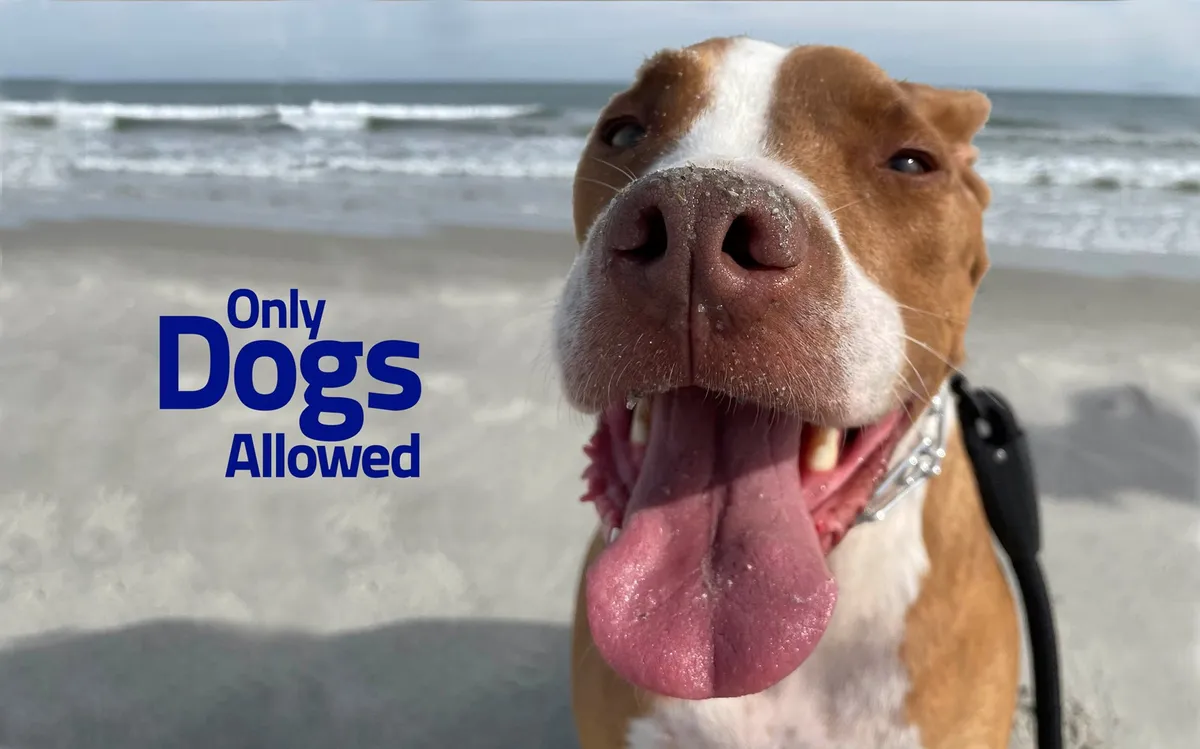 A joyful dog's face with the ocean and sandy beach in the background, capturing the excitement of beach outings for pets and their owners.